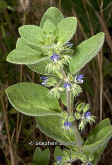 trichostema oblongum 3 graphic